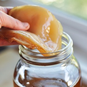 Scoby image