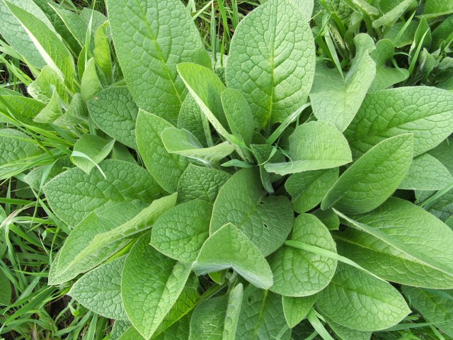 This is an image of Comfrey for muscle and joint pain Sunshine Coast